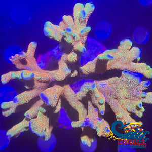 Rainbow Bubblegum Digitata Sps (0.5-1 Frag)