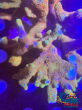 Rainbow Bubblegum Digitata Sps (0.5-1 Frag)