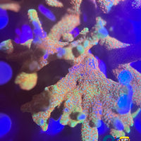 Rainbow Bubblegum Digitata Sps (0.5-1 Frag)