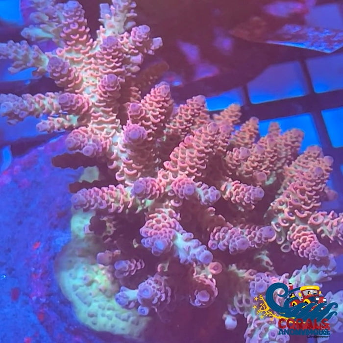 Pink Rainbow Acropora (1 Frag) Sps