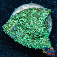 Green Hairy Sps Pavona 1 Frag
