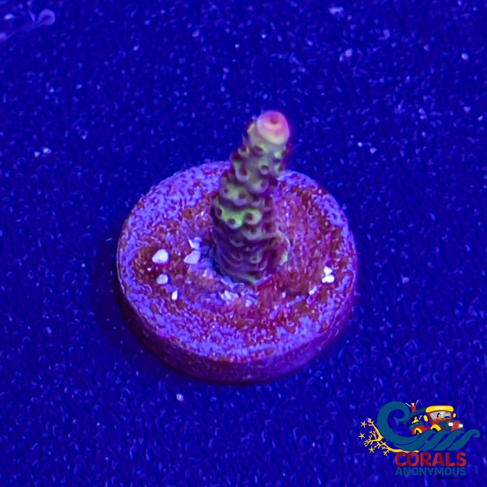 Pc Rainbow Staghorn (1 Frag) Sps