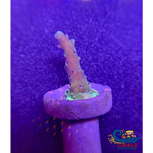 Pc Rainbow Staghorn (1 Frag) Sps