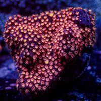 Pink Cherry Bomb Stylocoeniella (.5-1” Frag) - Corals Anonymous
