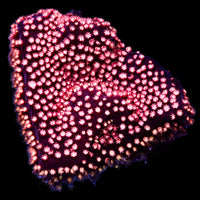 Pink Cherry Bomb Stylocoeniella (.5-1” Frag) - Corals Anonymous
