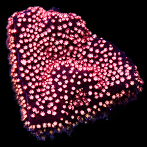 Pink Cherry Bomb Stylocoeniella (.5-1” Frag) - Corals Anonymous