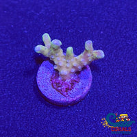 Rrc Tropicana Anacropora (1 Frag) Sps