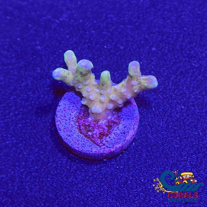 Rrc Tropicana Anacropora (1 Frag) Sps