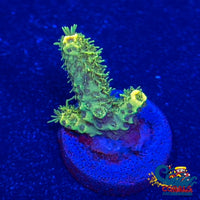 Sunset Milli Acropora (1 Frag) Sps