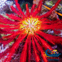 aztec sun rare featherstar starfish