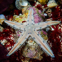 blue spotted sand shifting starfish
