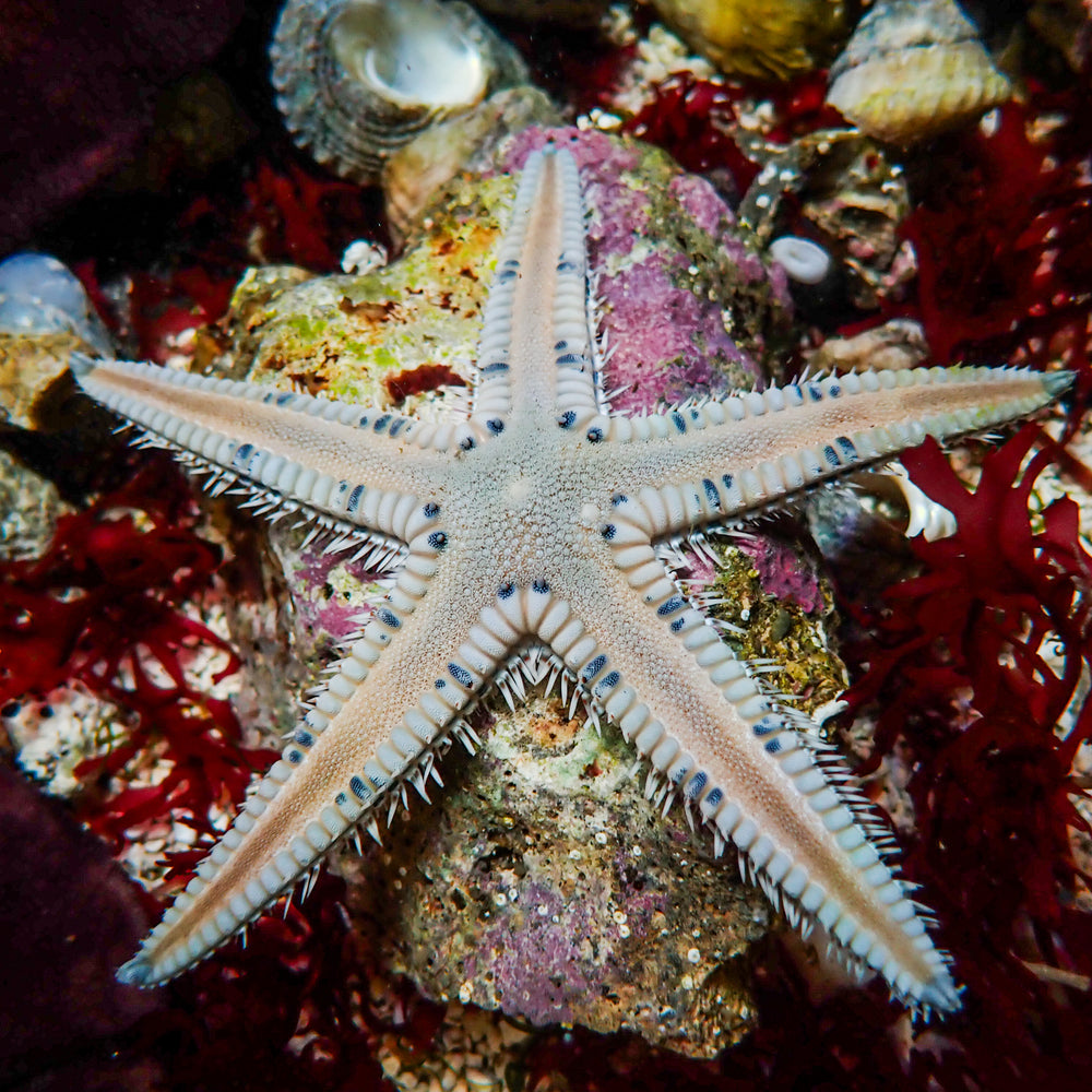 blue spotted sand shifting starfish