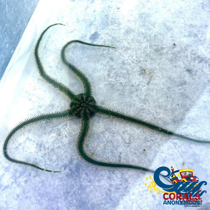Green Serpent Sea Star (Brittle Starfish) Starfish