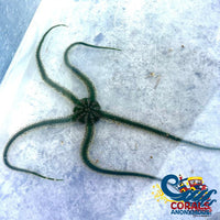Green Serpent Sea Star (Brittle Starfish) Starfish
