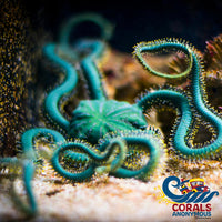 Green Serpent Sea Star (Brittle Starfish) Starfish
