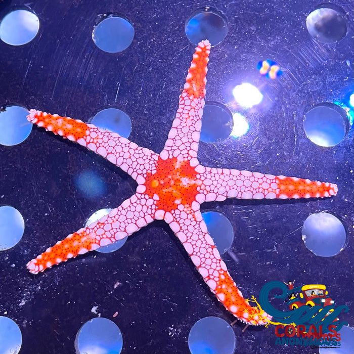 Orange/Red Tile Starfish