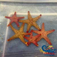 Orange/Red Tile Starfish Starfish
