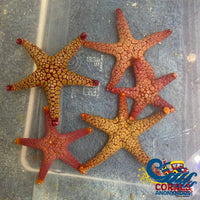 Orange/Red Tile Starfish Starfish
