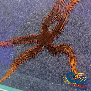 Red Serpent Sea Star (Brittle Starfish) Starfish