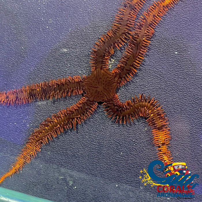Red Serpent Sea Star (Brittle Starfish) Starfish