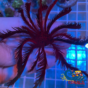 Red Featherstar Starfish (3-6) Starfish