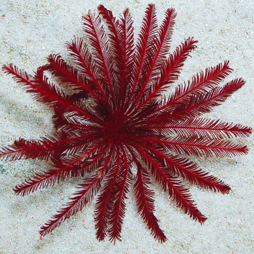 Red Featherstar Starfish - Corals Anonymous