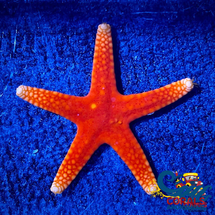 Yellowtip Red Starfish (Fromia pacifica)