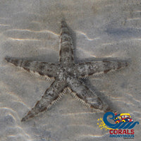 Sand Sifting Starfish Starfish