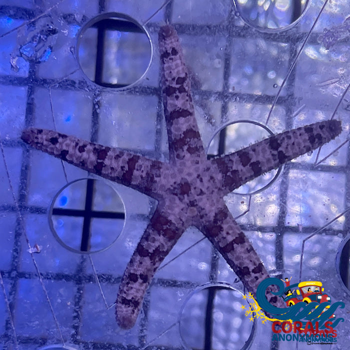 Tuberculated Striped Starfish Starfish