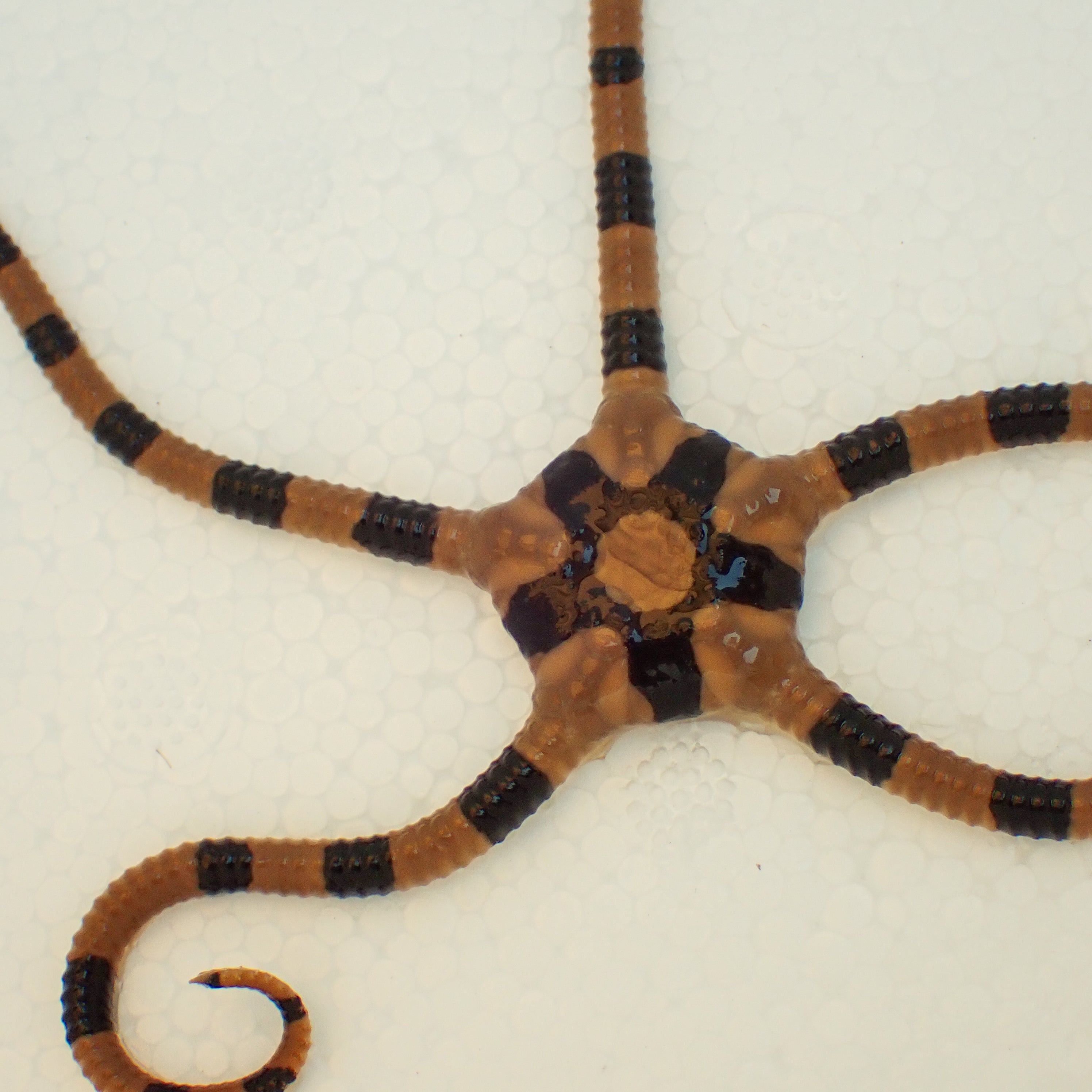 Zebra Brittle Starfish
