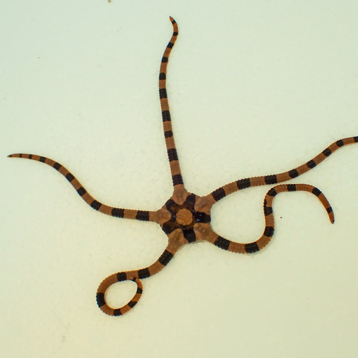 Zebra Brittle Star - Corals Anonymous