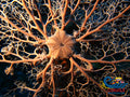 Basket Starfish Starfish