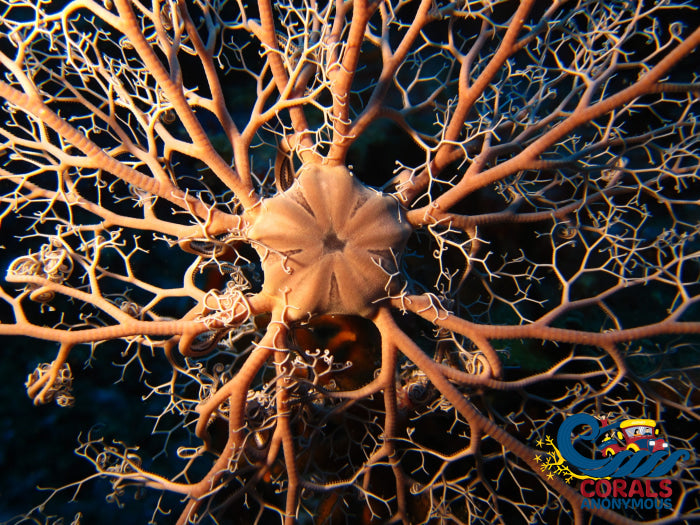 Basket Starfish Starfish