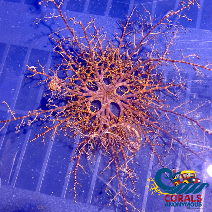 Basket Starfish Starfish