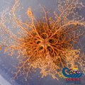 Basket Starfish