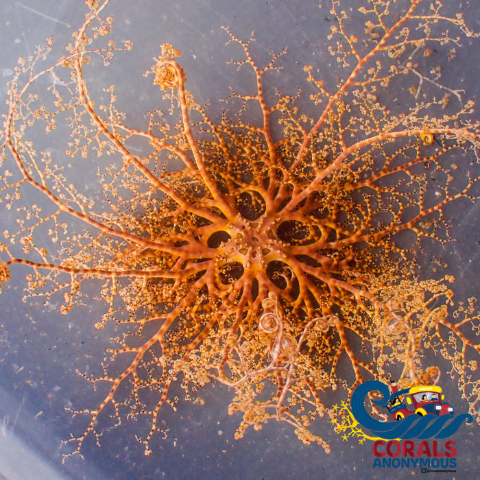 Basket Starfish