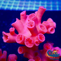 Dendrophyllia Branching Red Sun Coral (15+ Polyps) Suncoral