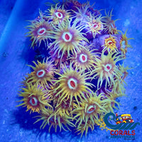 Yellow Sun Coral (5-10 Polyps) Suncoral
