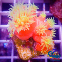 Dendro Lps Suncoral
