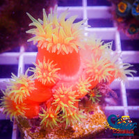 Dendro Lps Suncoral
