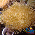Yellow Leather Toadstool Toadstool