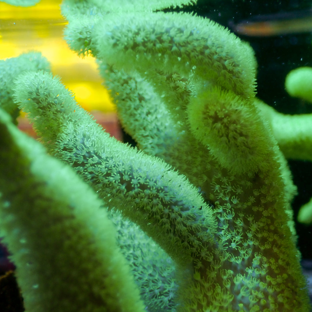 Neon Green Lanky Finger Leather Toadstool (Large, 4-5")