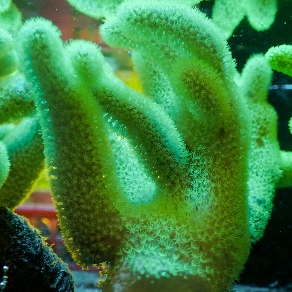 Neon Green Lanky Finger Leather Toadstool (Large, 4-5