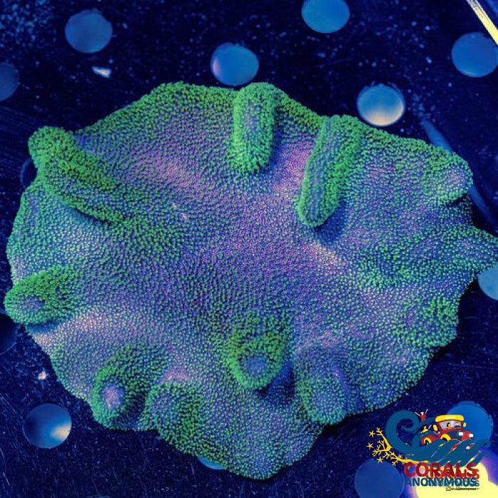 Purple Million Devils Hand Toadstool Leather Toadstool