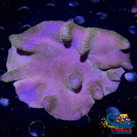 Purple Million Devils Hand Toadstool Leather Toadstool
