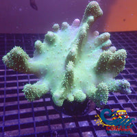Toxic Green Million Devils Hand Toadstool Toadstool
