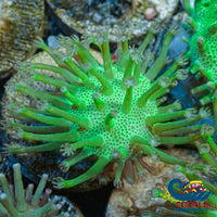 Neon Long Polyp Green Toadstool Toadstool
