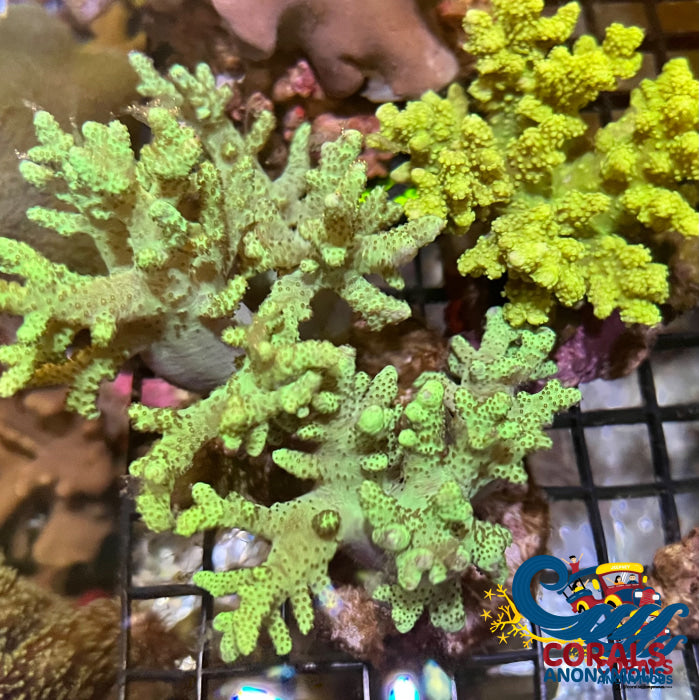 Green Finger Leather Toadstool Sinularia Toadstool