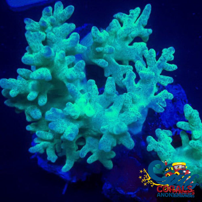 Green Finger Leather Toadstool Sinularia Toadstool