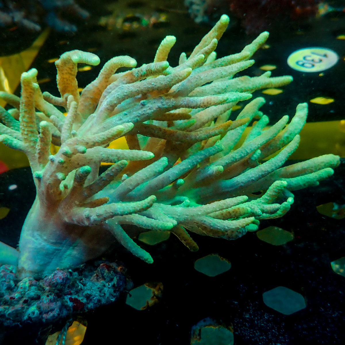 Green Spaghetti Finger Leather Toadstool Sinularia 2